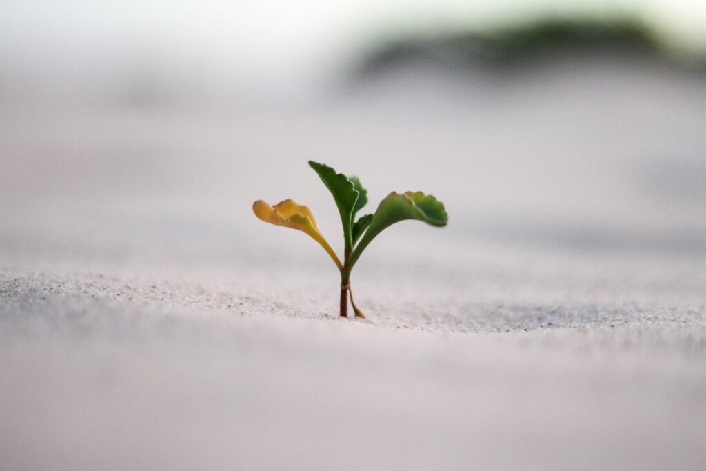 Business Growth