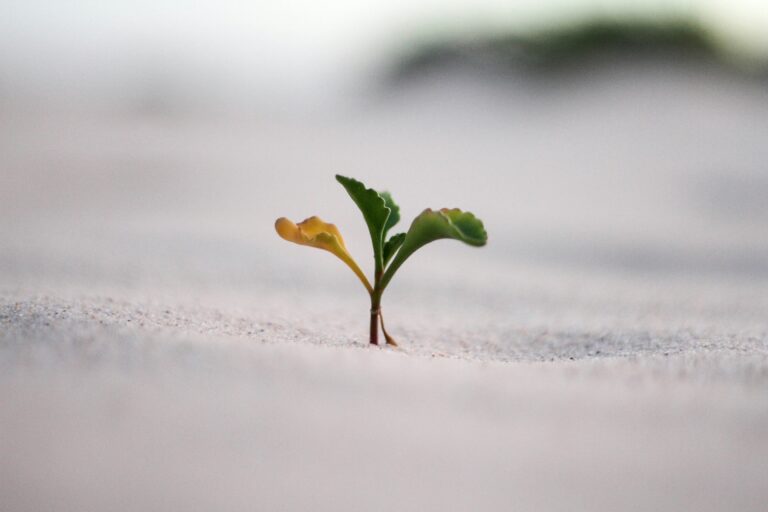 Business Growth